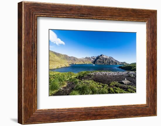 Gentoo penguin colony in the bay of Godthul, South Georgia, Antarctica, Polar Regions-Michael Runkel-Framed Photographic Print