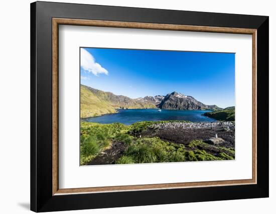 Gentoo penguin colony in the bay of Godthul, South Georgia, Antarctica, Polar Regions-Michael Runkel-Framed Photographic Print