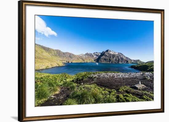 Gentoo penguin colony in the bay of Godthul, South Georgia, Antarctica, Polar Regions-Michael Runkel-Framed Photographic Print