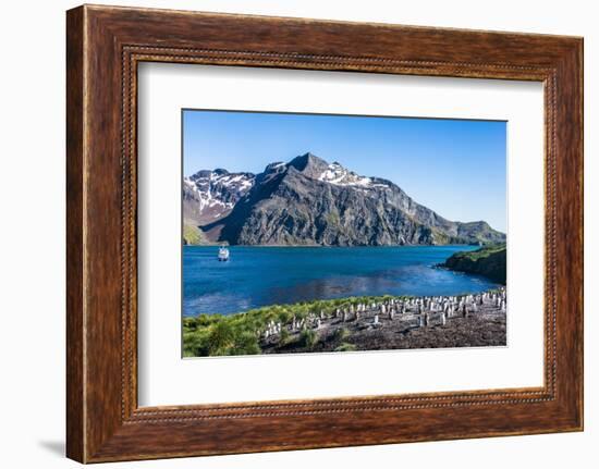 Gentoo penguin colony on the edge of the bay of Godthul, South Georgia, Antarctica, Polar Regions-Michael Runkel-Framed Photographic Print