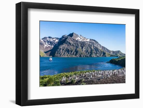 Gentoo penguin colony on the edge of the bay of Godthul, South Georgia, Antarctica, Polar Regions-Michael Runkel-Framed Photographic Print