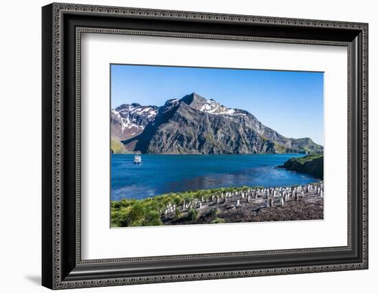 Gentoo penguin colony on the edge of the bay of Godthul, South Georgia, Antarctica, Polar Regions-Michael Runkel-Framed Photographic Print