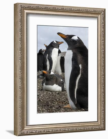 Gentoo penguin colony, Pygoscelis papua.-Sergio Pitamitz-Framed Photographic Print