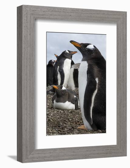 Gentoo penguin colony, Pygoscelis papua.-Sergio Pitamitz-Framed Photographic Print