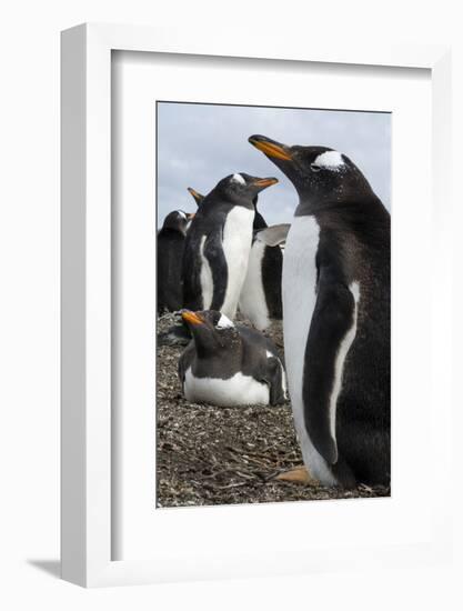 Gentoo penguin colony, Pygoscelis papua.-Sergio Pitamitz-Framed Photographic Print