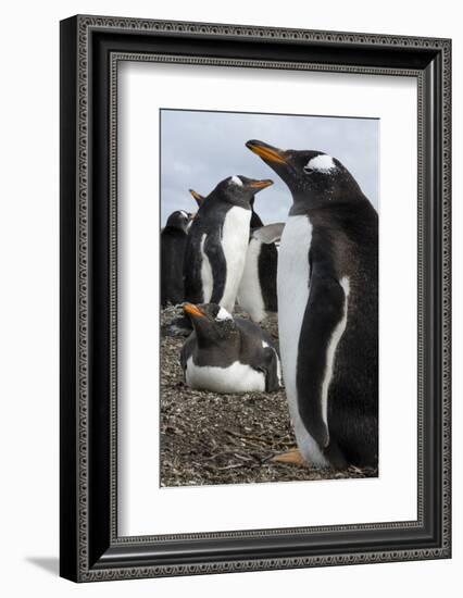 Gentoo penguin colony, Pygoscelis papua.-Sergio Pitamitz-Framed Photographic Print