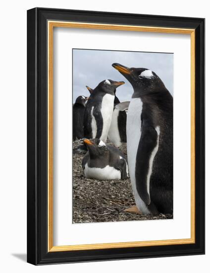 Gentoo penguin colony, Pygoscelis papua.-Sergio Pitamitz-Framed Photographic Print