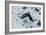 Gentoo Penguin, Cuverville Island, Antarctica-Natalie Tepper-Framed Photo