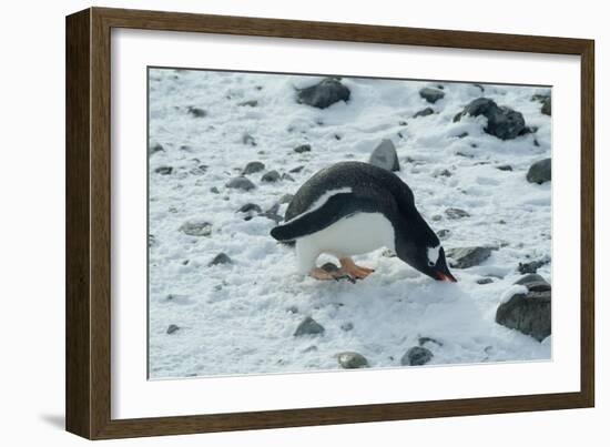 Gentoo Penguin, Cuverville Island, Antarctica-Natalie Tepper-Framed Photo