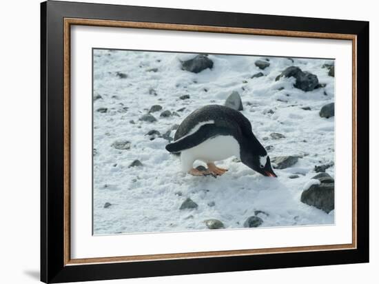 Gentoo Penguin, Cuverville Island, Antarctica-Natalie Tepper-Framed Photo