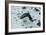 Gentoo Penguin, Cuverville Island, Antarctica-Natalie Tepper-Framed Photo