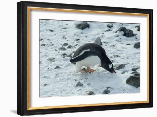 Gentoo Penguin, Cuverville Island, Antarctica-Natalie Tepper-Framed Photo