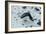 Gentoo Penguin, Cuverville Island, Antarctica-Natalie Tepper-Framed Photo