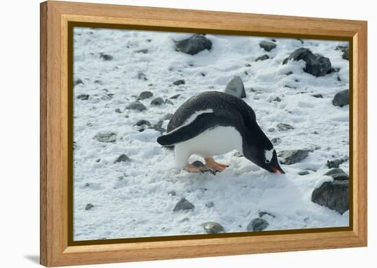 Gentoo Penguin, Cuverville Island, Antarctica-Natalie Tepper-Framed Stretched Canvas