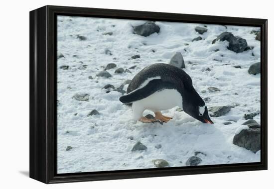 Gentoo Penguin, Cuverville Island, Antarctica-Natalie Tepper-Framed Stretched Canvas