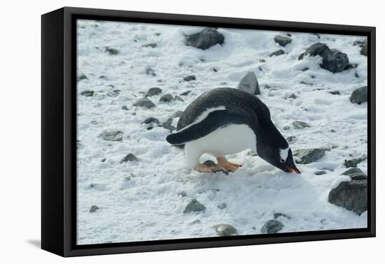 Gentoo Penguin, Cuverville Island, Antarctica-Natalie Tepper-Framed Stretched Canvas