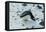 Gentoo Penguin, Cuverville Island, Antarctica-Natalie Tepper-Framed Stretched Canvas