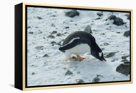 Gentoo Penguin, Cuverville Island, Antarctica-Natalie Tepper-Framed Stretched Canvas