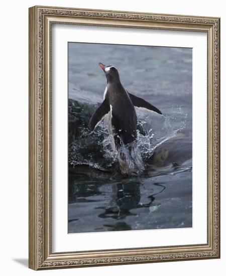 Gentoo penguin emerging from the ocean, Antarctica-Art Wolfe-Framed Photographic Print