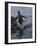 Gentoo penguin emerging from the ocean, Antarctica-Art Wolfe-Framed Photographic Print