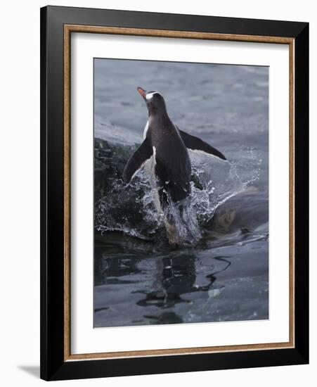 Gentoo penguin emerging from the ocean, Antarctica-Art Wolfe-Framed Photographic Print