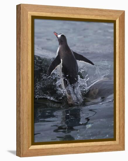 Gentoo penguin emerging from the ocean, Antarctica-Art Wolfe-Framed Premier Image Canvas