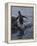 Gentoo penguin emerging from the ocean, Antarctica-Art Wolfe-Framed Premier Image Canvas