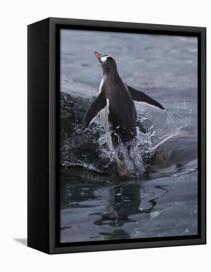 Gentoo penguin emerging from the ocean, Antarctica-Art Wolfe-Framed Premier Image Canvas