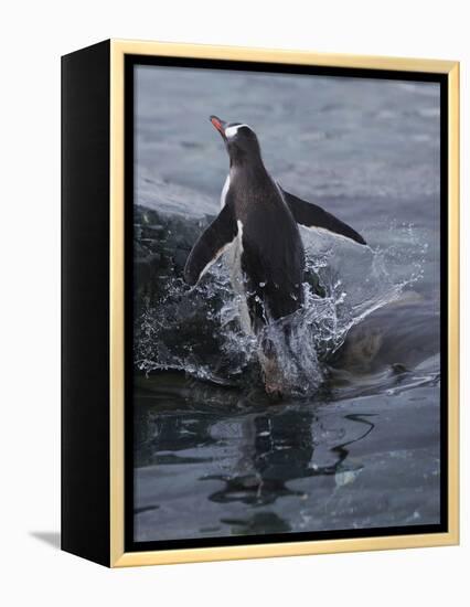 Gentoo penguin emerging from the ocean, Antarctica-Art Wolfe-Framed Premier Image Canvas