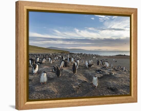 Gentoo Penguin Falkland Islands. Colony.-Martin Zwick-Framed Premier Image Canvas