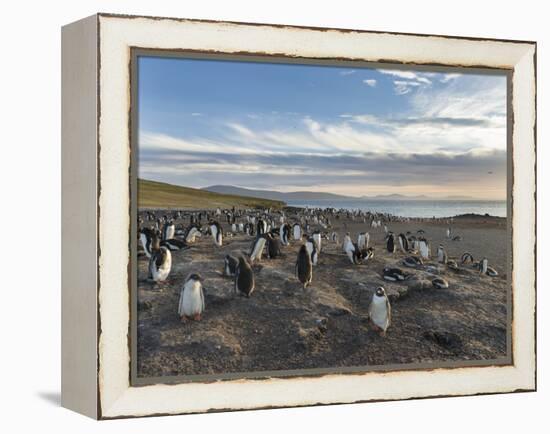 Gentoo Penguin Falkland Islands. Colony.-Martin Zwick-Framed Premier Image Canvas