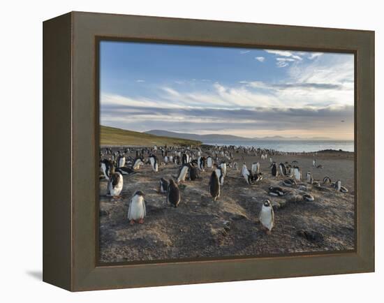 Gentoo Penguin Falkland Islands. Colony.-Martin Zwick-Framed Premier Image Canvas