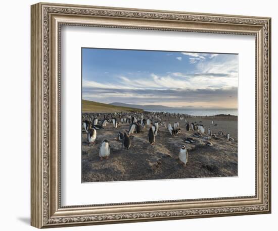 Gentoo Penguin Falkland Islands. Colony.-Martin Zwick-Framed Photographic Print