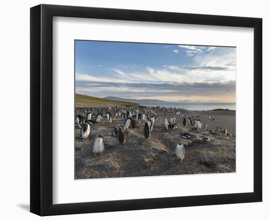 Gentoo Penguin Falkland Islands. Colony.-Martin Zwick-Framed Photographic Print