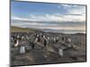 Gentoo Penguin Falkland Islands. Colony.-Martin Zwick-Mounted Photographic Print