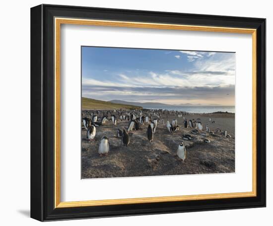 Gentoo Penguin Falkland Islands. Colony.-Martin Zwick-Framed Photographic Print