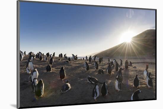 Gentoo Penguin Falkland Islands. Colony.-Martin Zwick-Mounted Photographic Print