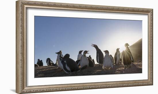 Gentoo Penguin Falkland Islands. Colony.-Martin Zwick-Framed Photographic Print