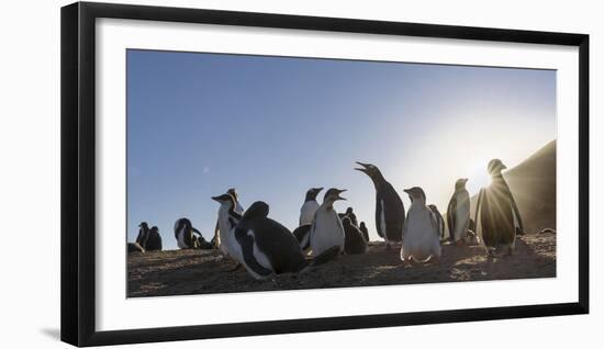 Gentoo Penguin Falkland Islands. Colony.-Martin Zwick-Framed Photographic Print