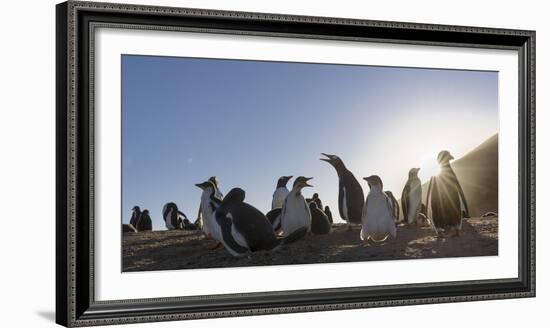 Gentoo Penguin Falkland Islands. Colony.-Martin Zwick-Framed Photographic Print