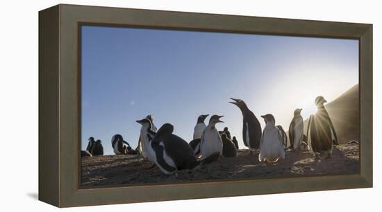 Gentoo Penguin Falkland Islands. Colony.-Martin Zwick-Framed Premier Image Canvas