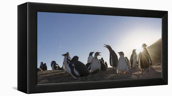 Gentoo Penguin Falkland Islands. Colony.-Martin Zwick-Framed Premier Image Canvas