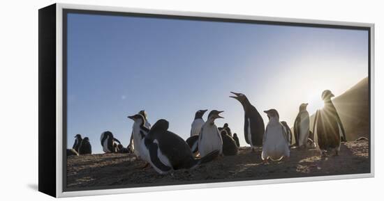 Gentoo Penguin Falkland Islands. Colony.-Martin Zwick-Framed Premier Image Canvas