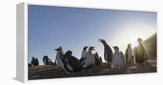 Gentoo Penguin Falkland Islands. Colony.-Martin Zwick-Framed Premier Image Canvas