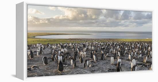 Gentoo Penguin Falkland Islands. Colony.-Martin Zwick-Framed Premier Image Canvas