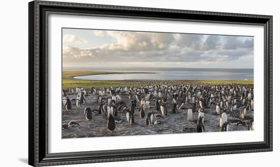 Gentoo Penguin Falkland Islands. Colony.-Martin Zwick-Framed Photographic Print