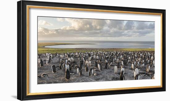 Gentoo Penguin Falkland Islands. Colony.-Martin Zwick-Framed Photographic Print