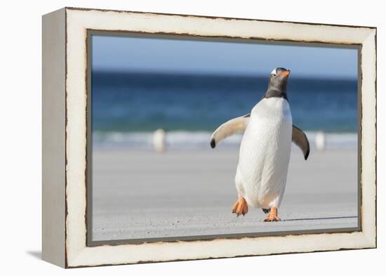 Gentoo Penguin Falkland Islands. Marching at evening to the colony.-Martin Zwick-Framed Premier Image Canvas