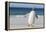 Gentoo Penguin Falkland Islands. Marching at evening to the colony.-Martin Zwick-Framed Premier Image Canvas