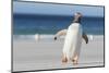 Gentoo Penguin Falkland Islands. Marching at evening to the colony.-Martin Zwick-Mounted Photographic Print